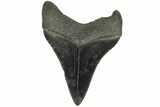 Serrated, Juvenile Megalodon Tooth - South Carolina #183020-1